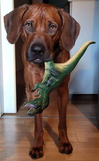 Rhodesian Ridgeback-Beitrag-Bild