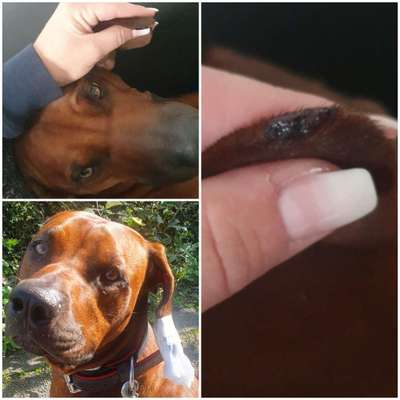 Rhodesian Ridgeback-Beitrag-Bild