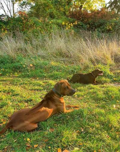 Rhodesian Ridgeback-Beitrag-Bild