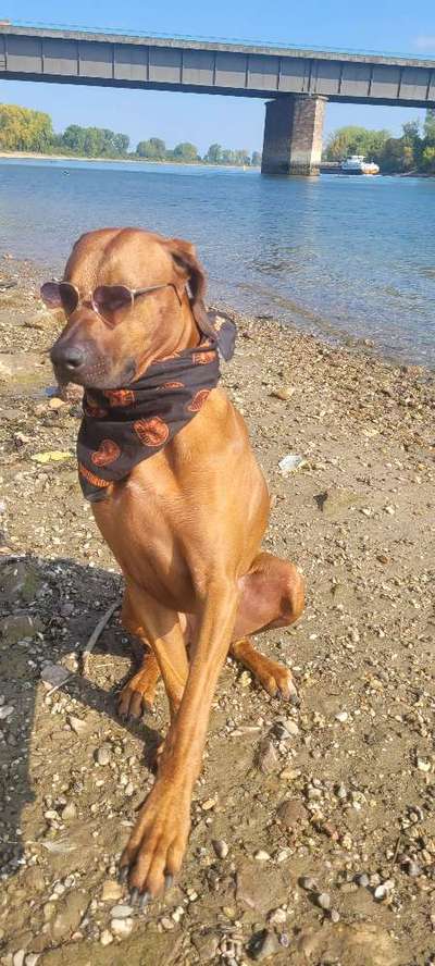 Rhodesian Ridgeback-Beitrag-Bild