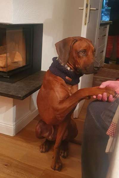 Rhodesian Ridgeback-Beitrag-Bild
