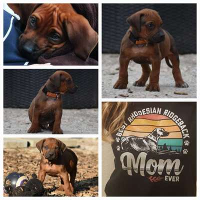Rhodesian Ridgeback-Beitrag-Bild