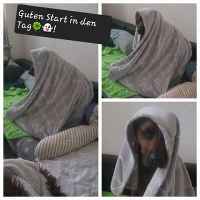 Rhodesian Ridgeback-Beitrag-Bild