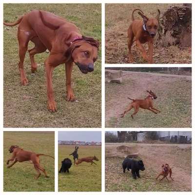 Rhodesian Ridgeback-Beitrag-Bild