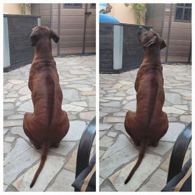 Rhodesian Ridgeback-Beitrag-Bild