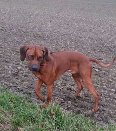 Rhodesian Ridgeback-Beitrag-Bild