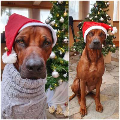 Rhodesian Ridgeback-Beitrag-Bild