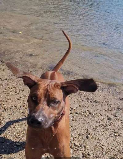 Rhodesian Ridgeback-Beitrag-Bild