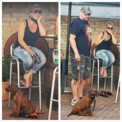 Rhodesian Ridgeback-Beitrag-Bild