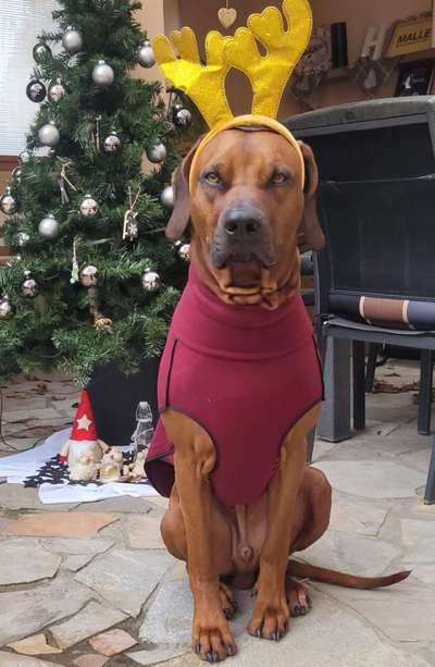 Rhodesian Ridgeback-Beitrag-Bild