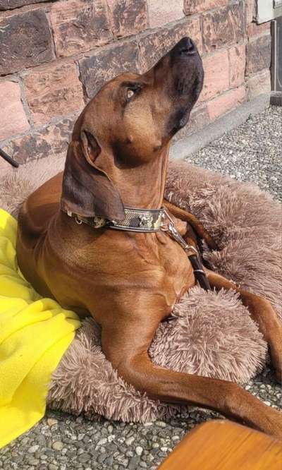 Rhodesian Ridgeback-Beitrag-Bild