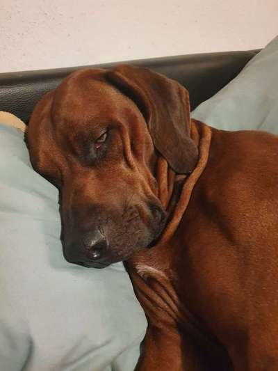 Rhodesian Ridgeback-Beitrag-Bild