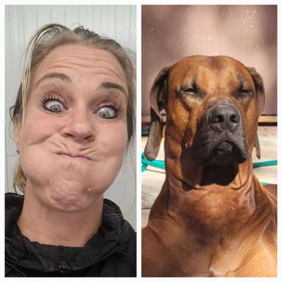 Rhodesian Ridgeback-Beitrag-Bild