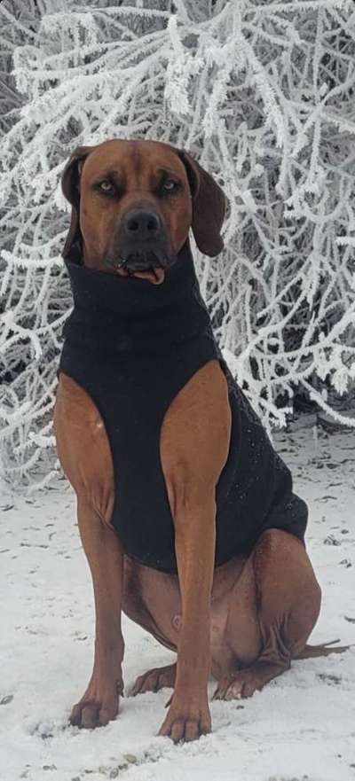 Rhodesian Ridgeback-Beitrag-Bild