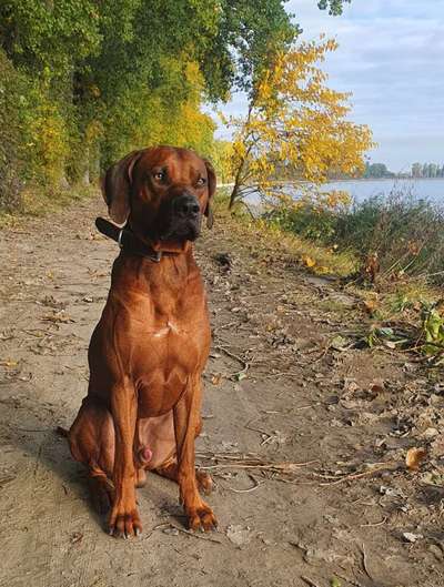 Rhodesian Ridgeback-Beitrag-Bild