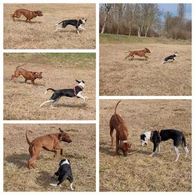 Rhodesian Ridgeback-Beitrag-Bild