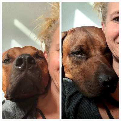 Rhodesian Ridgeback-Beitrag-Bild
