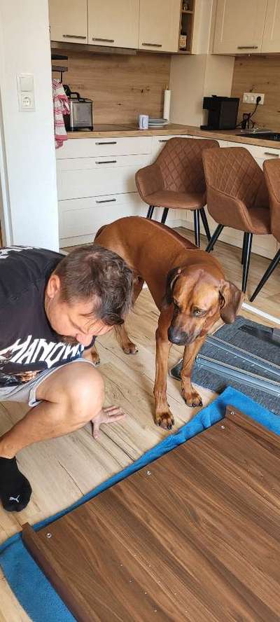 Rhodesian Ridgeback-Beitrag-Bild