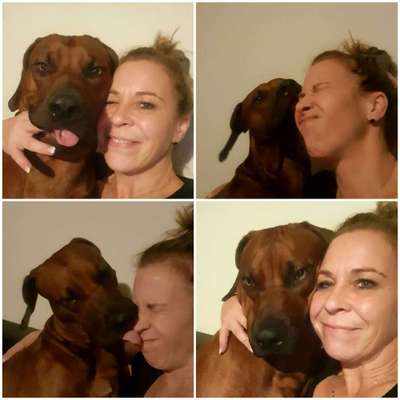 Rhodesian Ridgeback-Beitrag-Bild