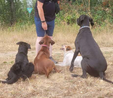 Rhodesian Ridgeback-Beitrag-Bild