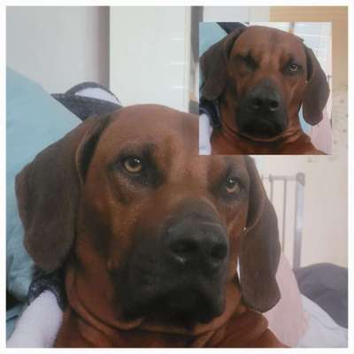 Rhodesian Ridgeback-Beitrag-Bild