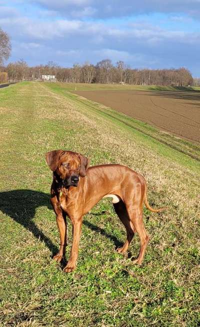 Rhodesian Ridgeback-Beitrag-Bild