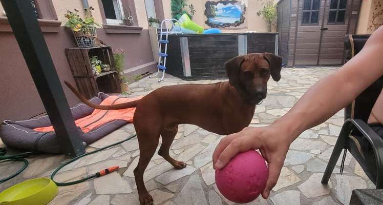 Rhodesian Ridgeback-Beitrag-Bild