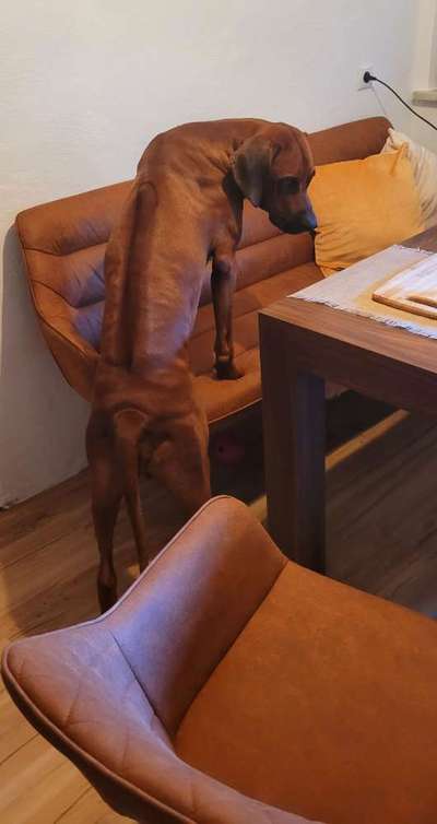 Rhodesian Ridgeback-Beitrag-Bild