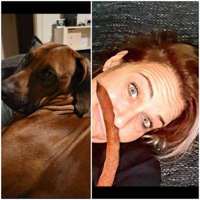 Rhodesian Ridgeback-Beitrag-Bild