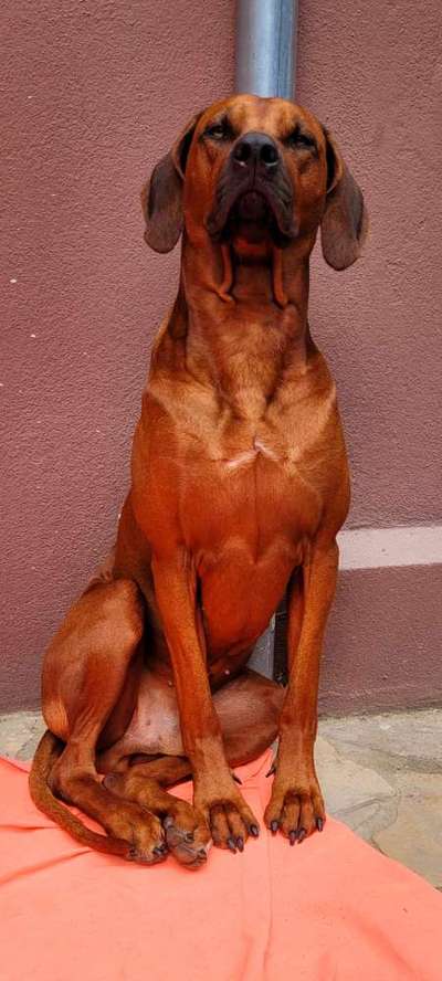 Rhodesian Ridgeback-Beitrag-Bild