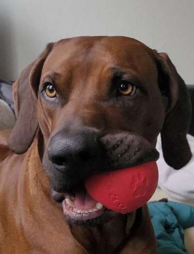 Rhodesian Ridgeback-Beitrag-Bild