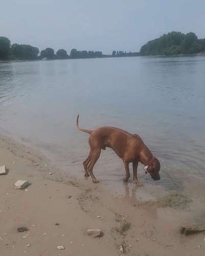 Rhodesian Ridgeback-Beitrag-Bild