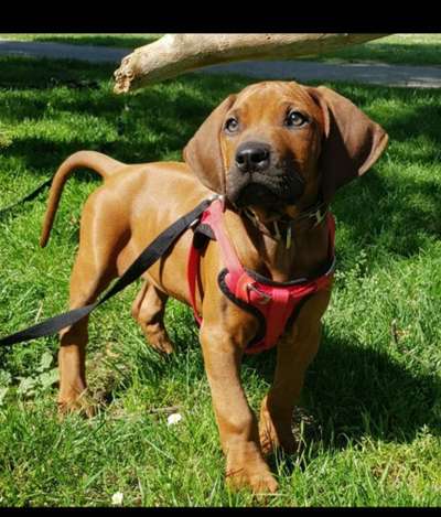 Rhodesian Ridgeback-Beitrag-Bild