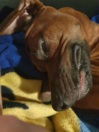 Rhodesian Ridgeback-Beitrag-Bild