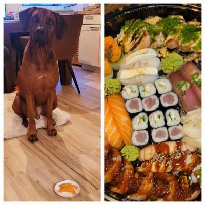 Rhodesian Ridgeback-Beitrag-Bild