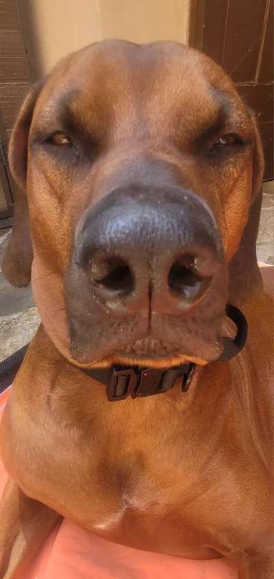 Rhodesian Ridgeback-Beitrag-Bild