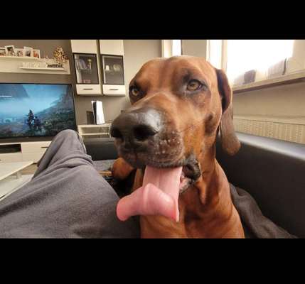 Rhodesian Ridgeback-Beitrag-Bild