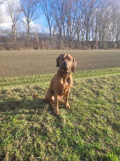 Rhodesian Ridgeback-Beitrag-Bild