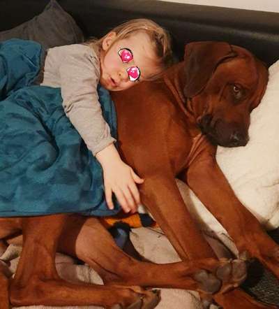 Rhodesian Ridgeback-Beitrag-Bild