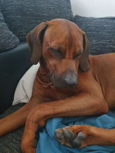 Rhodesian Ridgeback-Beitrag-Bild