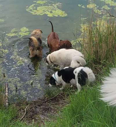 Rhodesian Ridgeback-Beitrag-Bild