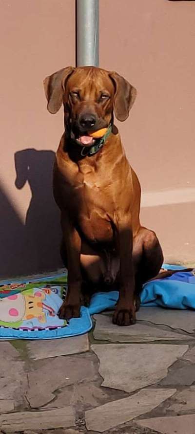 Rhodesian Ridgeback-Beitrag-Bild