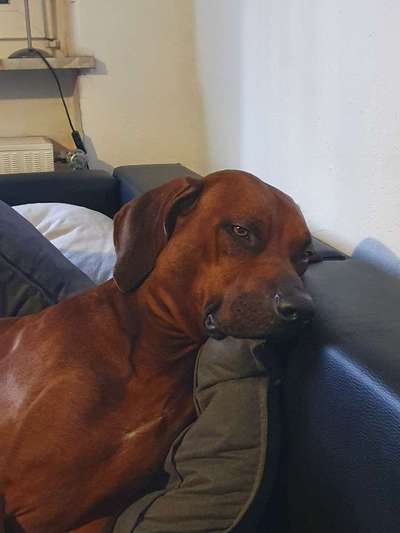 Rhodesian Ridgeback-Beitrag-Bild