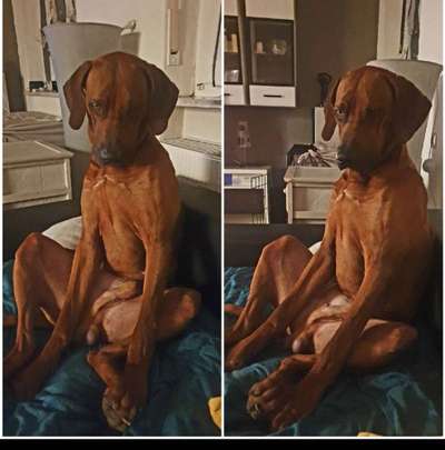 Rhodesian Ridgeback-Beitrag-Bild
