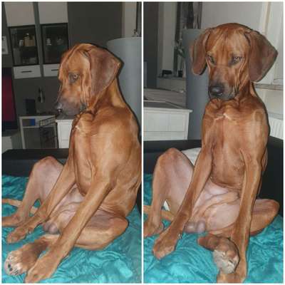 Rhodesian Ridgeback-Beitrag-Bild