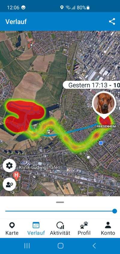 Rhodesian Ridgeback-Beitrag-Bild