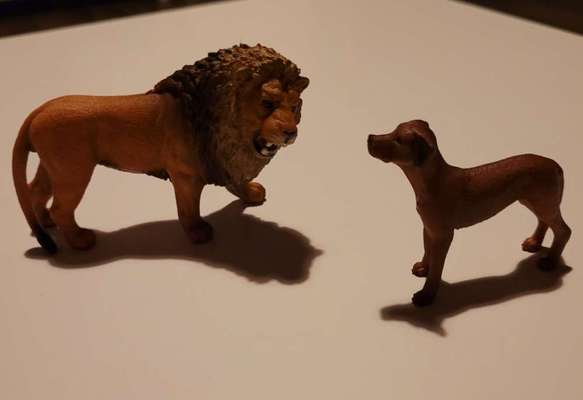 Rhodesian Ridgeback-Beitrag-Bild