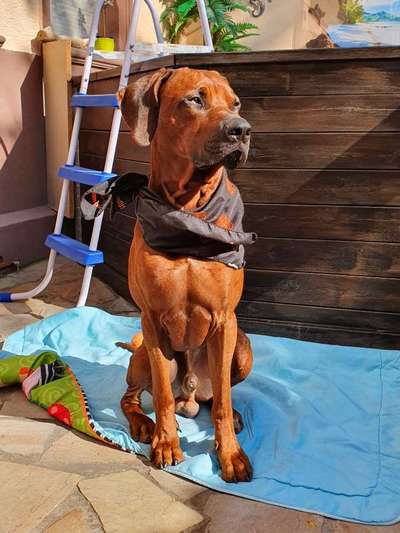 Rhodesian Ridgeback-Beitrag-Bild