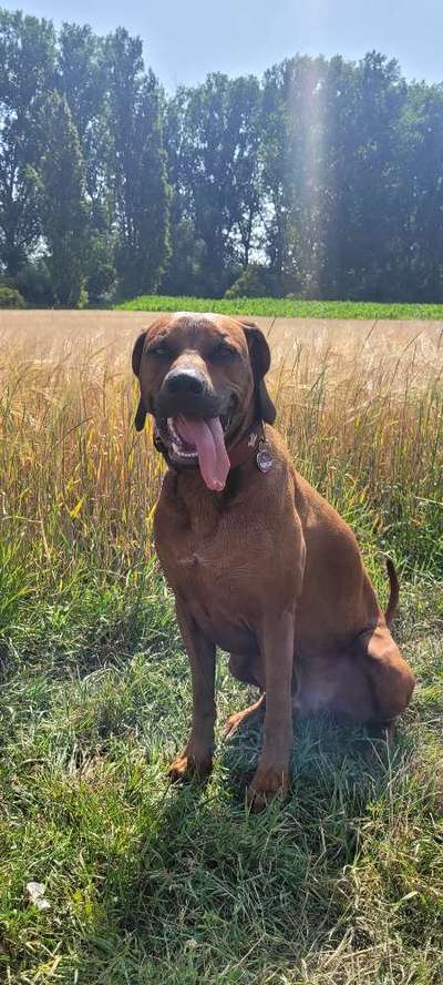 Rhodesian Ridgeback-Beitrag-Bild