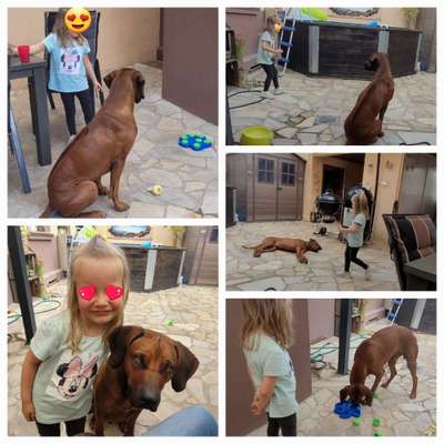 Rhodesian Ridgeback-Beitrag-Bild